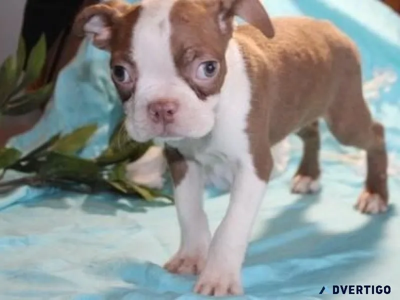 Male and female Boston Terrier puppies available