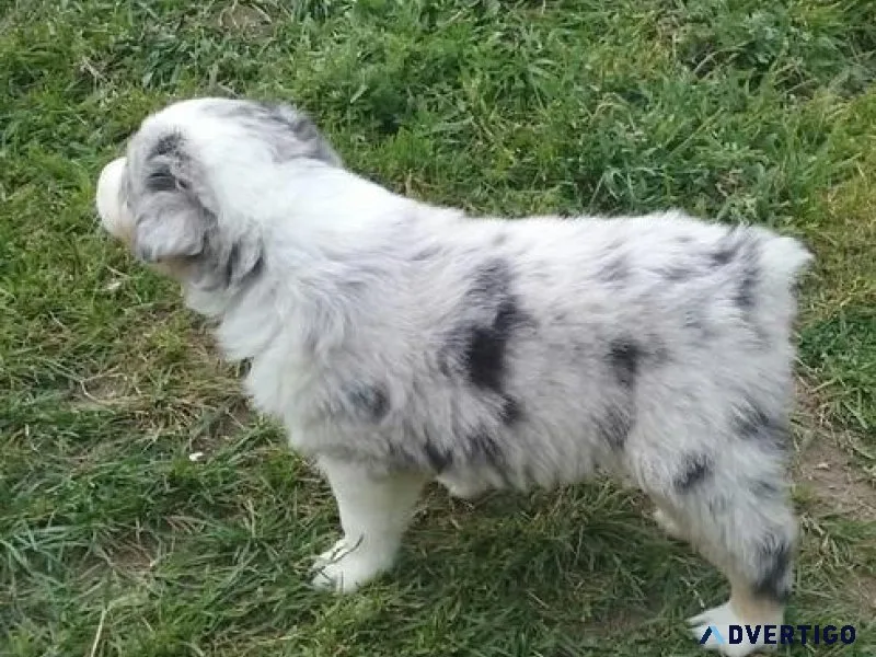 Gorgeous Australian Shepherd puppies