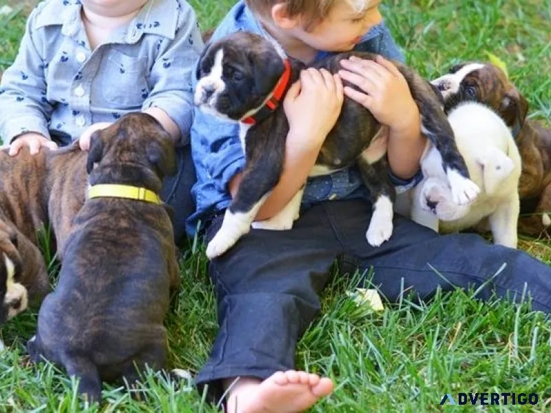 AKC Boxer puppies available now