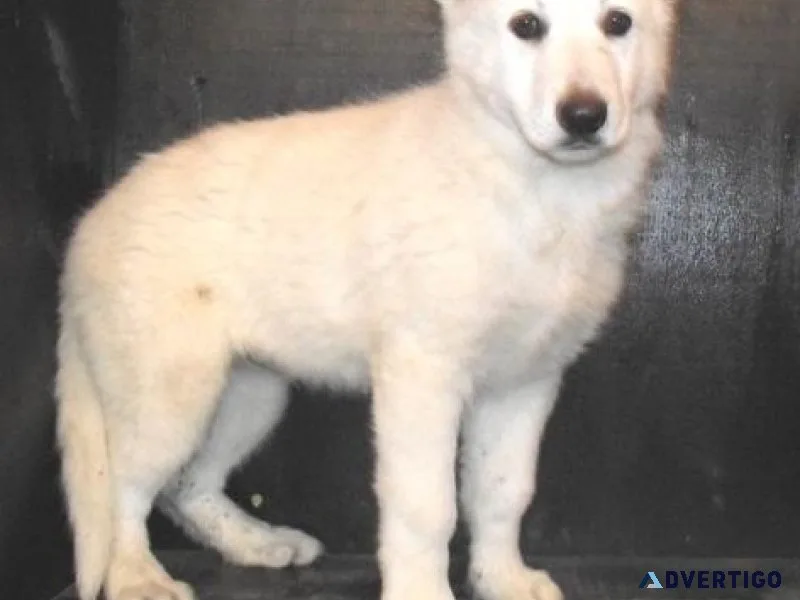 AKC White Shepherd puppies available.