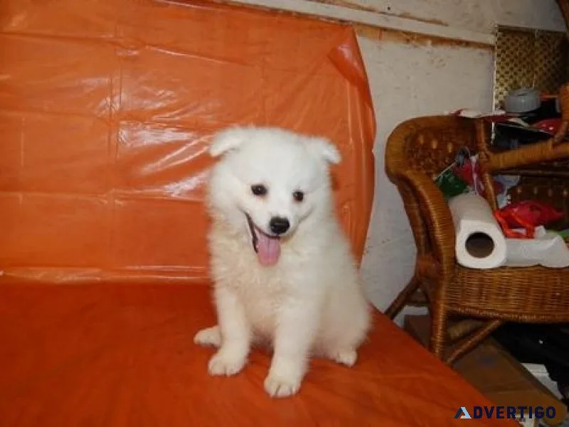 Well Socialized American Eskimo puppies