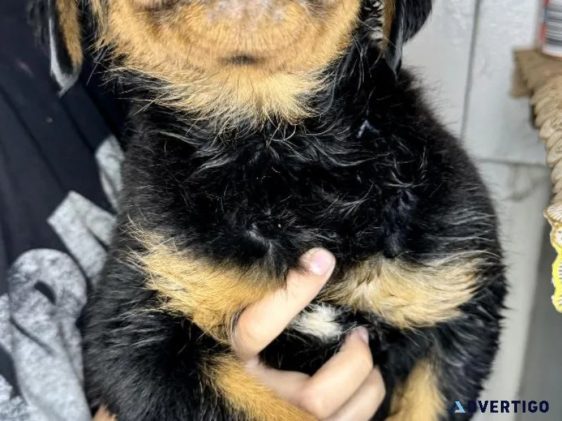 Rottweiler Puppy