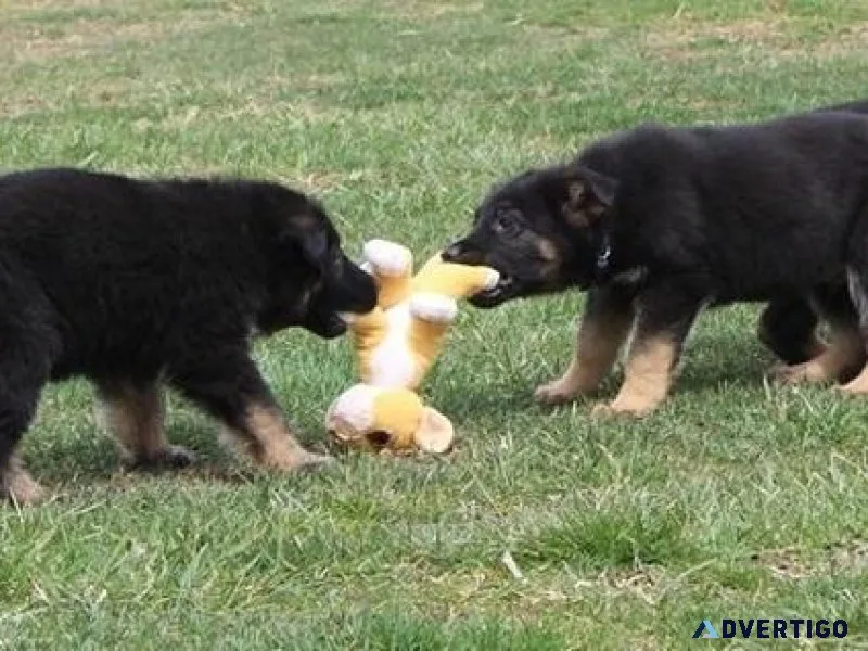 AKC German Shepherd puppies available