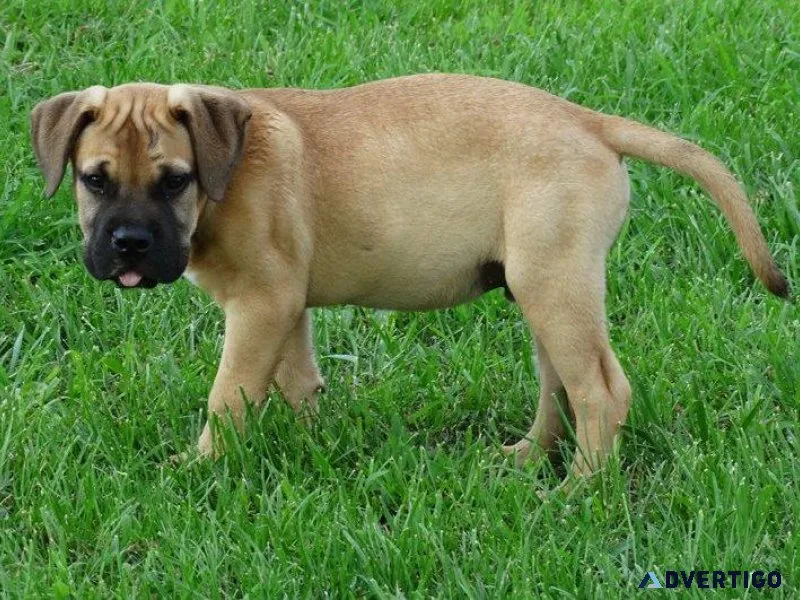 Home raised Bullmastiff puppies available