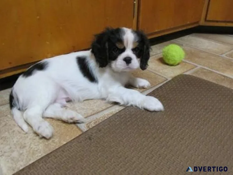 Home raised Cavalier King Charles Spaniel puppies