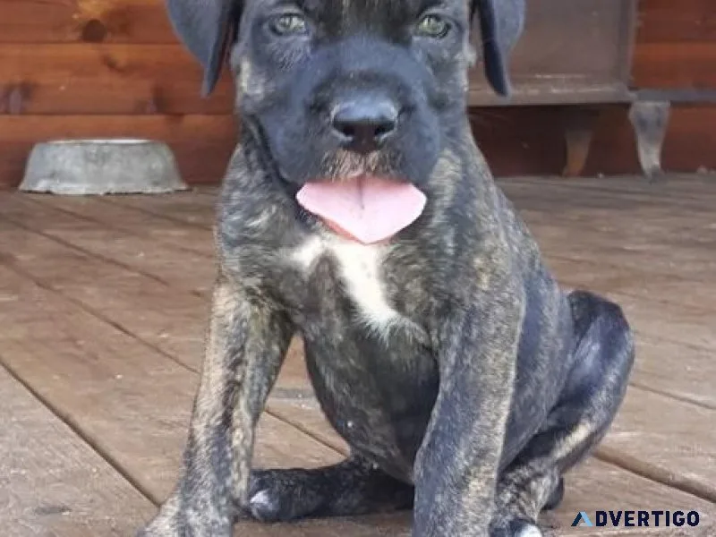 Home raised Cane Corso puppies