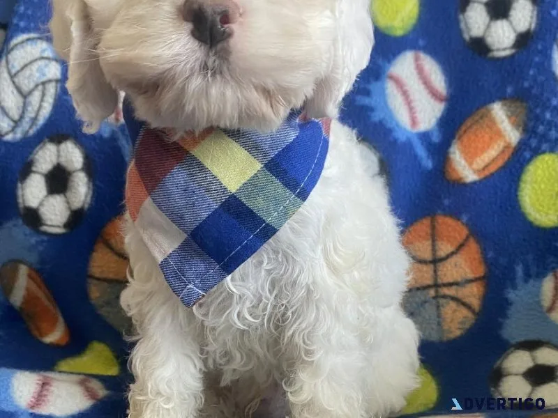 cockapoo puppies