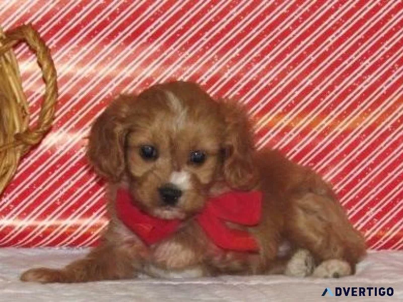 Well Socialized Cavapoo puppies for sale.
