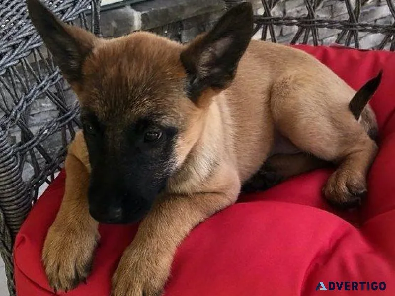 AKC Belgian Malinois Puppies Available