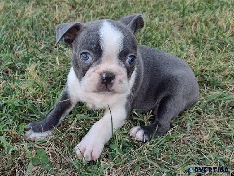 New Litter of Boston Terrier Puppies Available