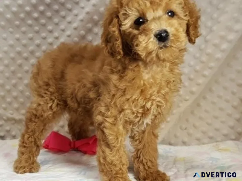 CKC reg. Cockapoo Puppies Available