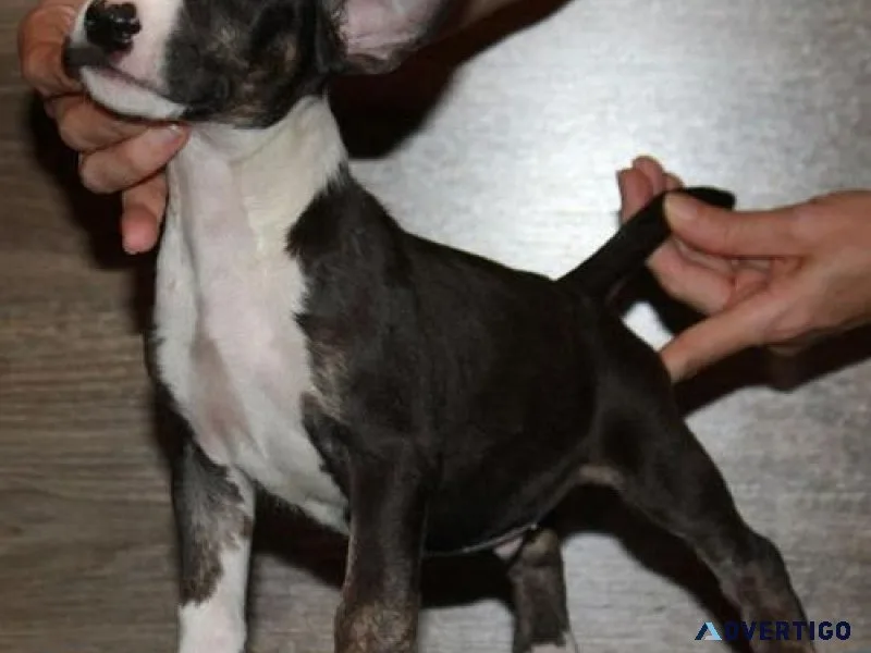 Healthy Miniature Bull Terrier Puppies