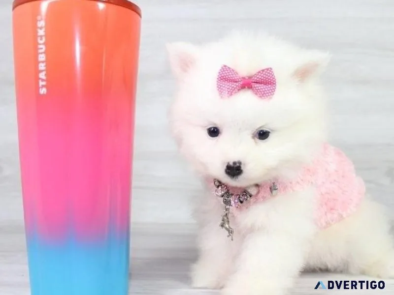 AKC reg. Teacup Pomeranian Puppies
