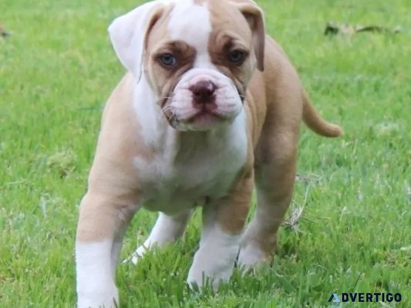Adorable American Bulldog puppies