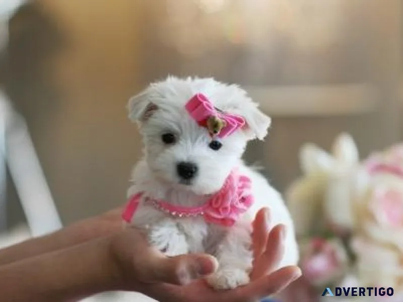 AKC registered Teacup Maltese puppies