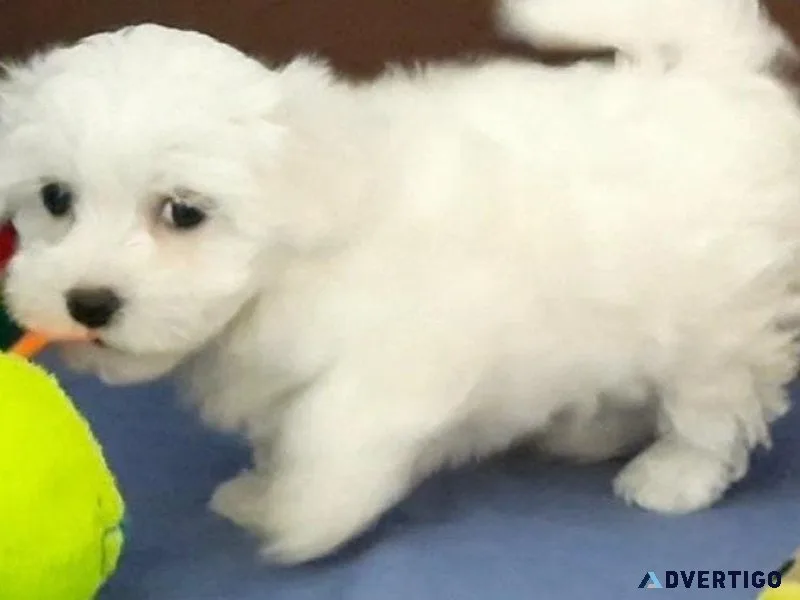 Healthy Bichon Frise Puppies Available.