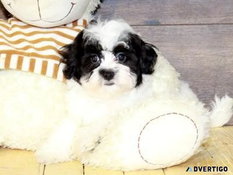 Male and female Havanese Puppies Available