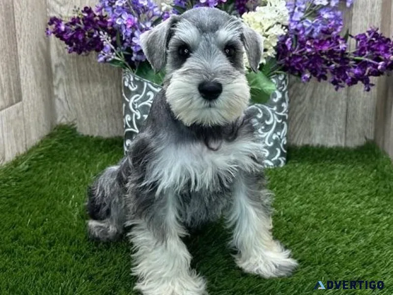 Amazing Miniature Schnauzer Puppies