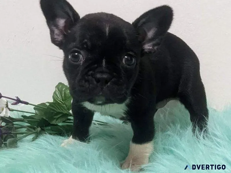 Gorgeous Frenchton puppies