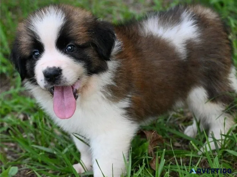 AKC reg. Saint Bernard Puppies