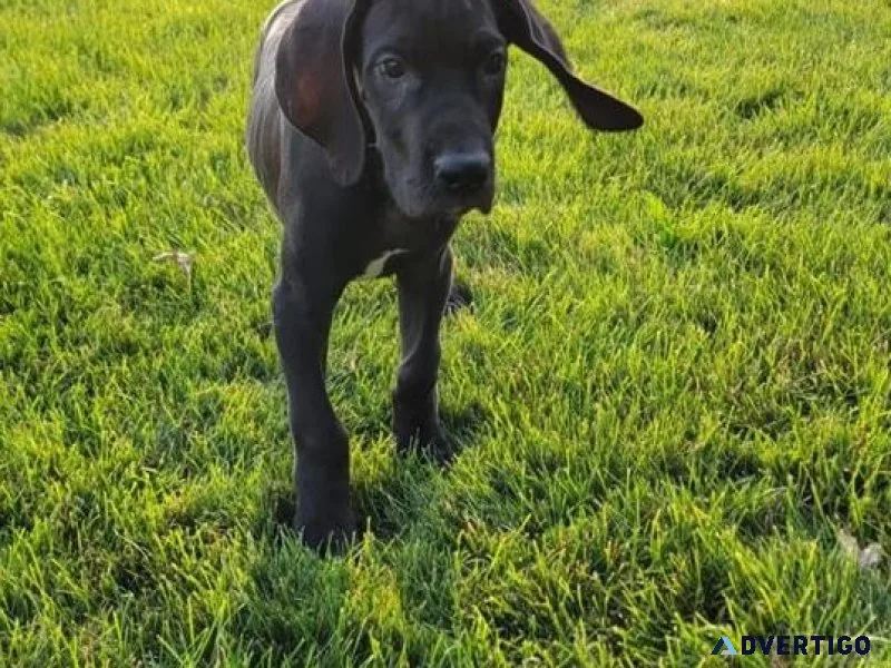 House Raised Great Dane Puppies.