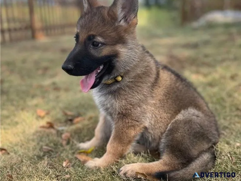 AKC reg. German Shepherd puppies Available