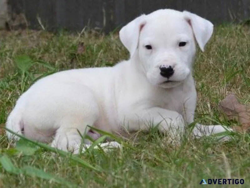 Affectionate Dogo Argentino Puppies