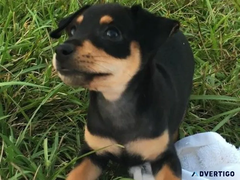 Gorgeous Miniature Pinscher Puppies