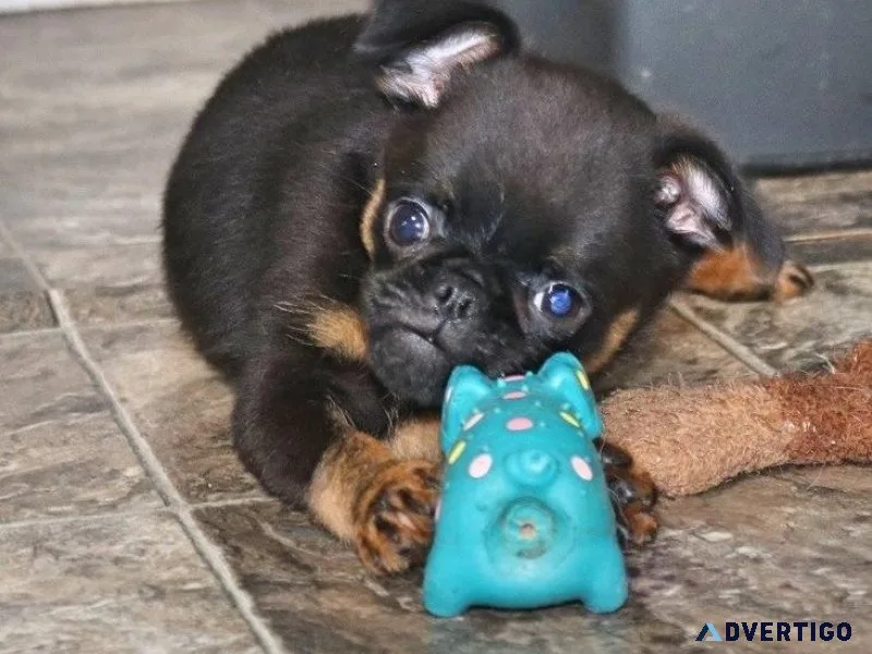 Well socialized Brussels Griffon puppies.