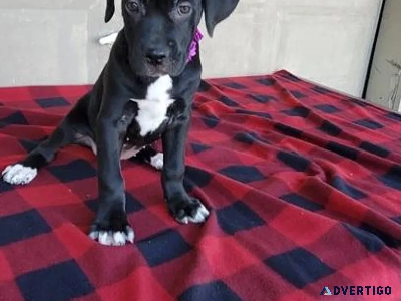 AKC Cane Corso puppies.