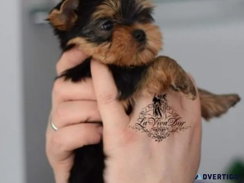 AKC registered Teacup Yorkie puppies available