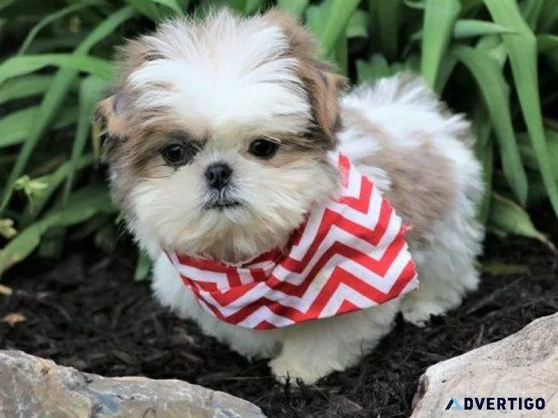 AKC registered Shih Tzu puppies available