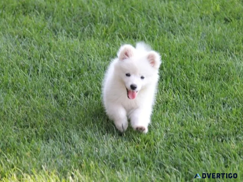 Home raised American Eskimo puppies