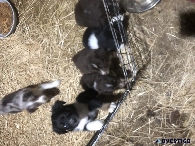 Australian Shepherd puppies