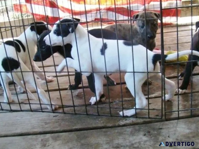 Adorable Greyhound Puppies