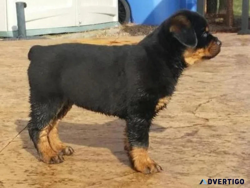 AKC German Rottweiler Puppies Available