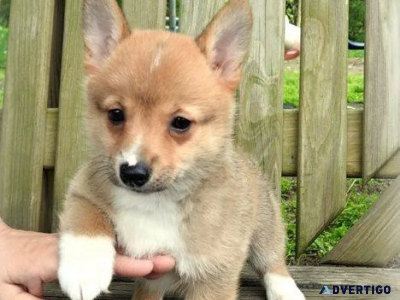 Male and female Pembroke Welsh Corgi puppies