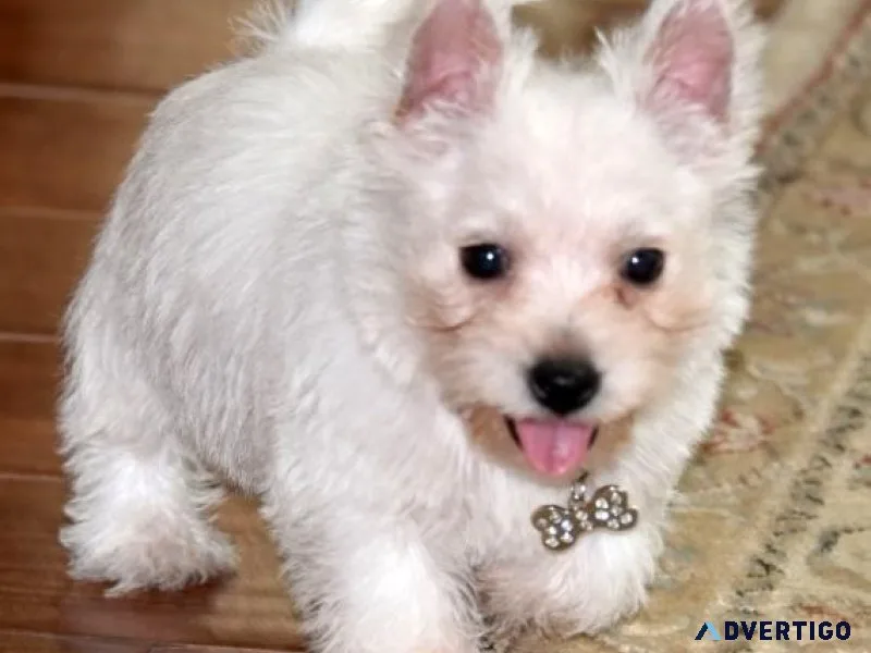 AKC registered West Highland White Terrier puppies