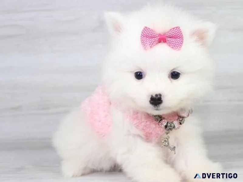 AKC registered Pomeranian puppies available