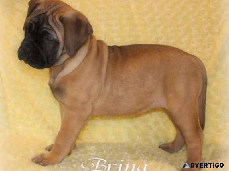Home raised Bullmastiff puppies.