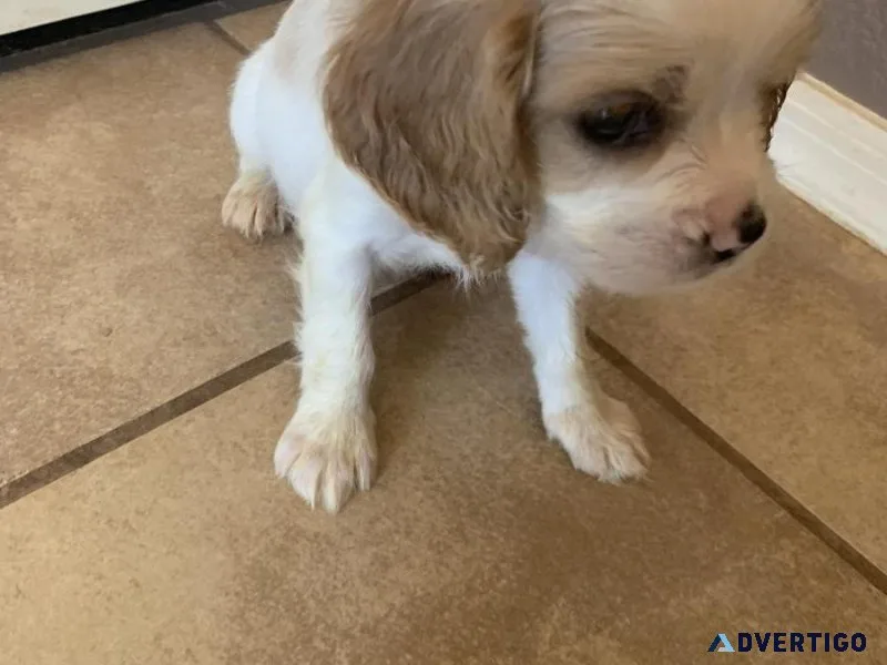 Female Puppies