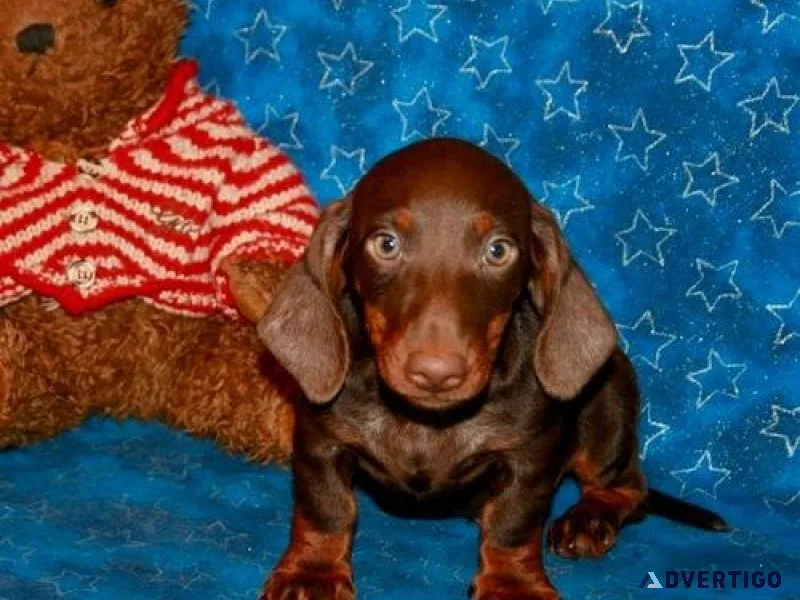 Beautiful Dachshund Puppies Available