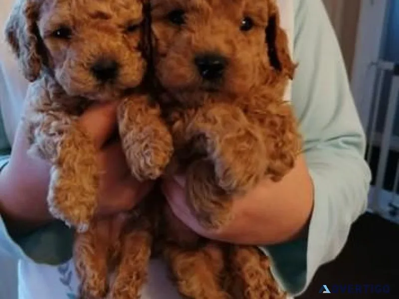 CKC reg. Toy Poodle Puppies