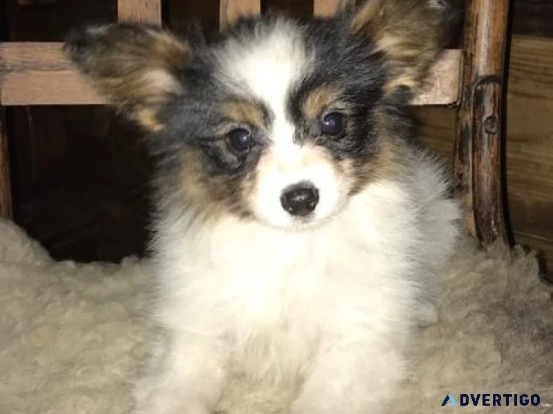Home raised Papillon puppies