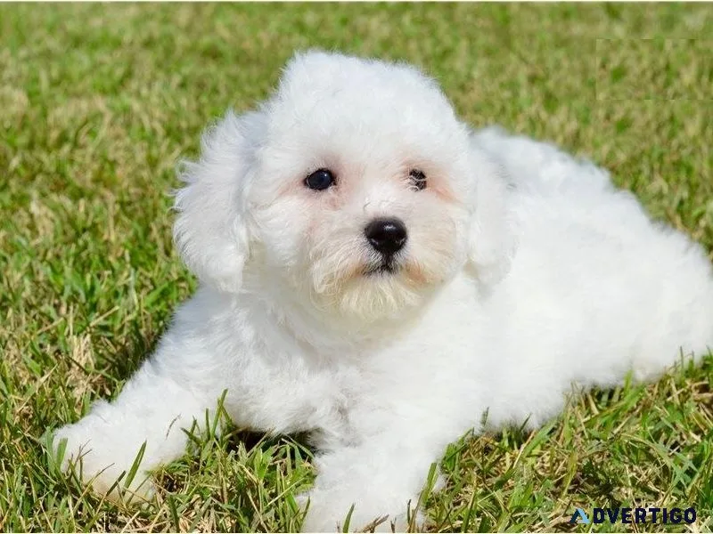 AKC Bichon Frise Puppies Available
