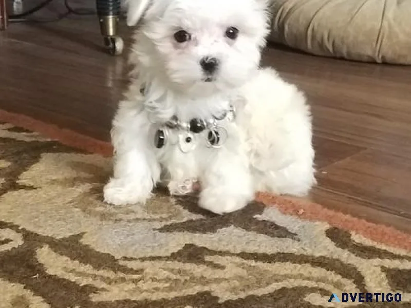 AKC reg. Teacup Maltese Puppies Available.