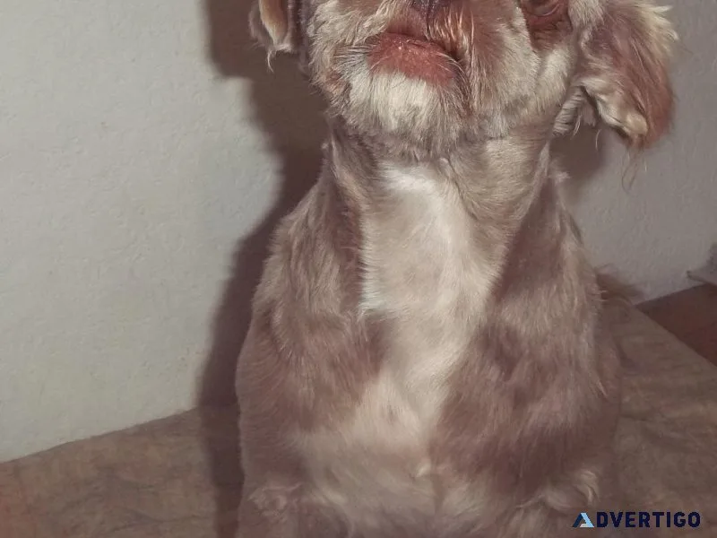 AKC Adult Female Shih Tzu