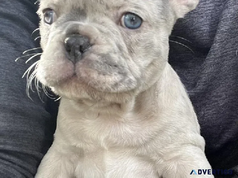 French bulldogs