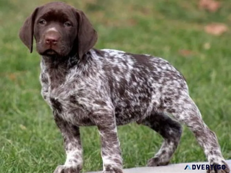 AKC reg. German Shorthaired Pointer puppies