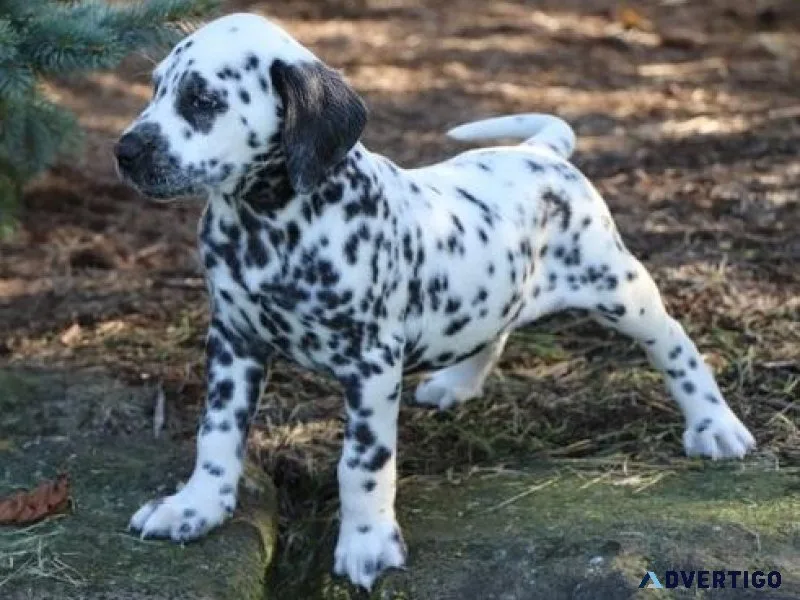Male and female Dalmatian Puppies available